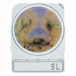 コンパクトドライ06732SL　40枚