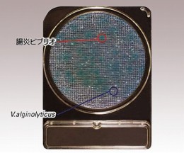 コンパクトドライ06748VP　40枚