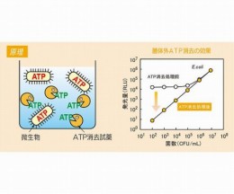 ATP微生物検査キット ATP消去試薬セット 60254