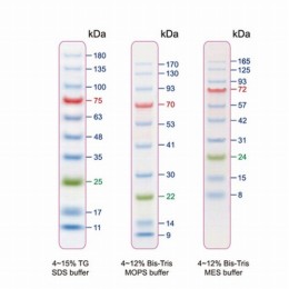 着色済みタンパク質ラダーマーカー PMB10-0500