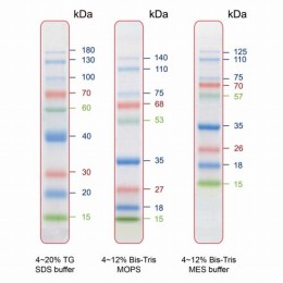 着色済みタンパク質ラダーマーカー PM009-0500