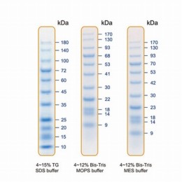 着色済みタンパク質ラダーマーカー PM019-0500
