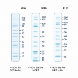 着色済みタンパク質ラダーマーカー PMU12-0500