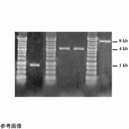 逆転写酵素 RT001-0050 50反応入