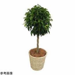 観葉植物　ベンジャミン