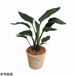 観葉植物　オーガスタ