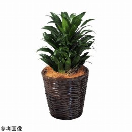 観葉植物　ドラセナコンパクタ