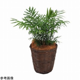 観葉植物　テーブルヤシ