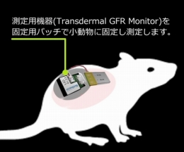 マウス/ラット用腎臓蛍光検出器　パッチL