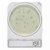 コンパクトドライ　06729　X-SA