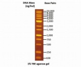 DNA電気泳動マーカー DM115-0100