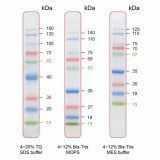 着色済みタンパク質ラダーマーカー PM009-0500