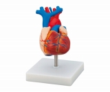 LHM307A　心臓モデル