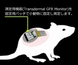 マウス/ラット用腎臓蛍光検出器　パッチS